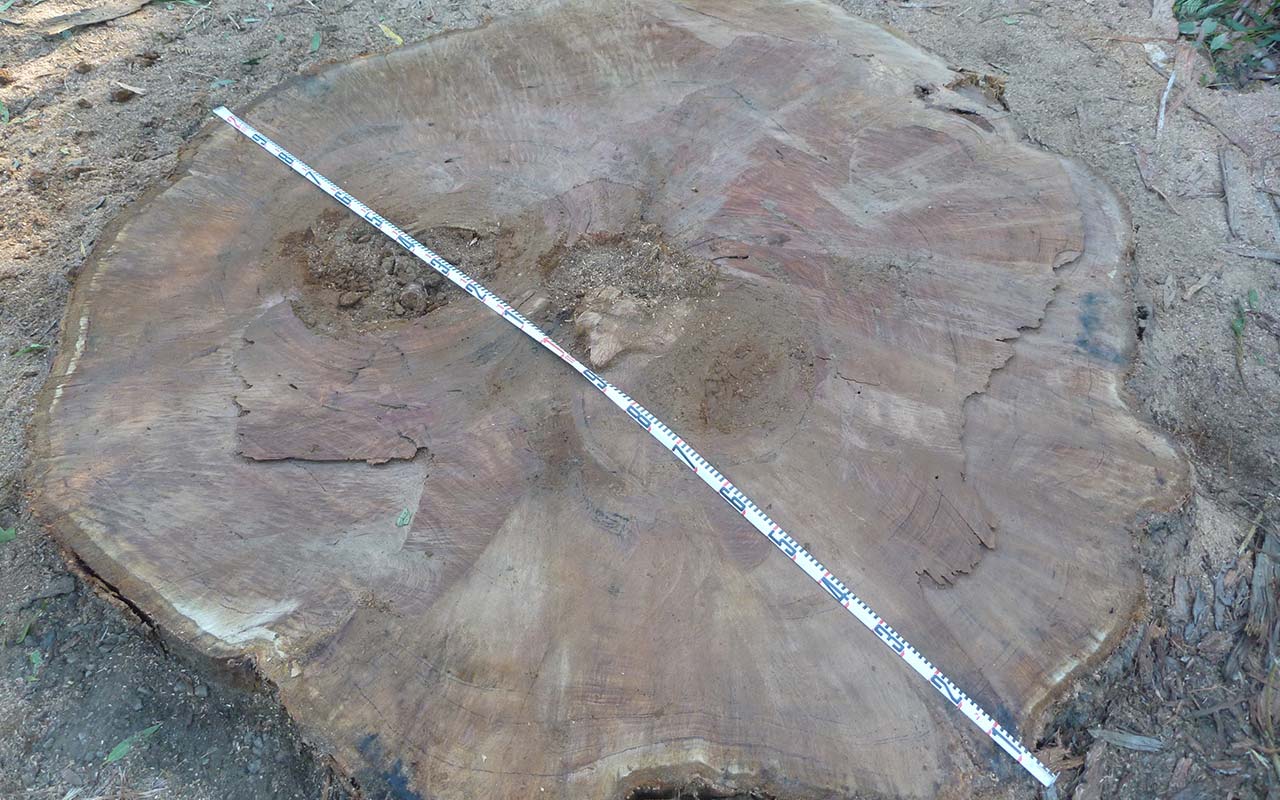 The Bum Tree - Evidence of Two Stumps