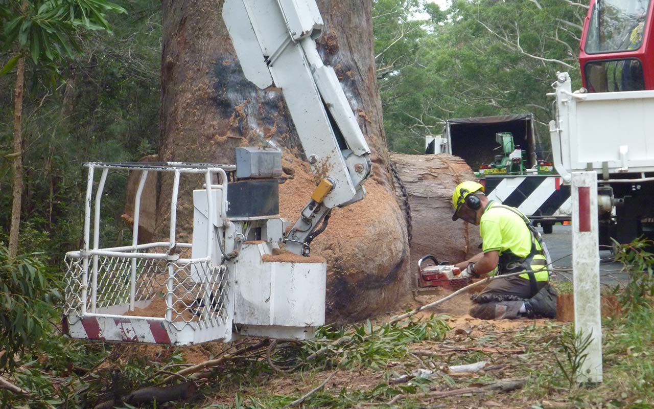 The Bum Tree - Removal