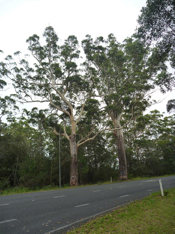The Bum Tree - Two Blackbutts