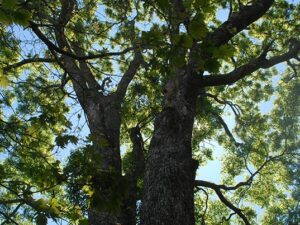 Broughton Vale - Red Cedar - Featured Image