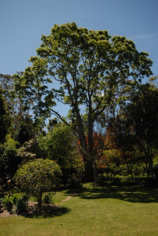 Broughton Vale - Red Cedar - Gallery Image 01